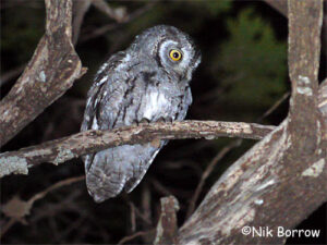 Read more about the article A peculiar ‘African’ Scops Owl found in Daallo