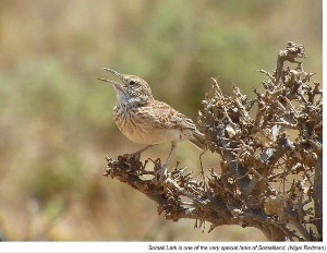 Read more about the article Confusion Over Somali Lark